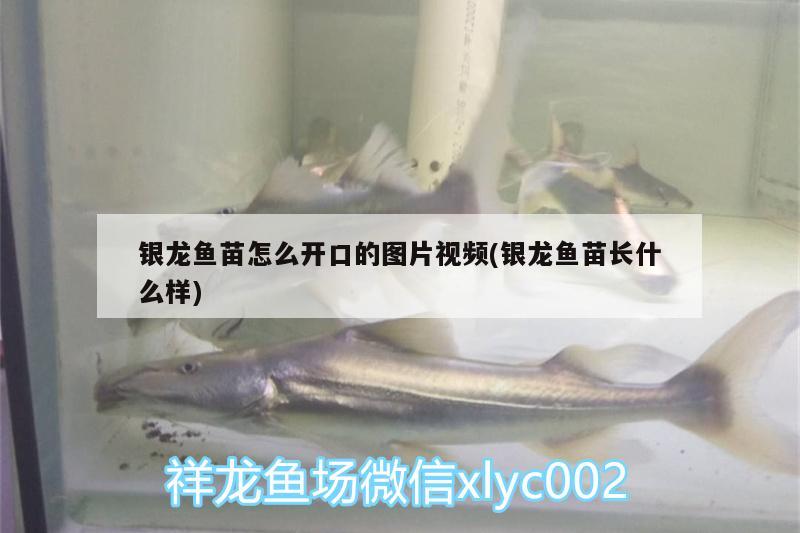 銀龍魚苗怎么開口的圖片視頻(銀龍魚苗長什么樣)