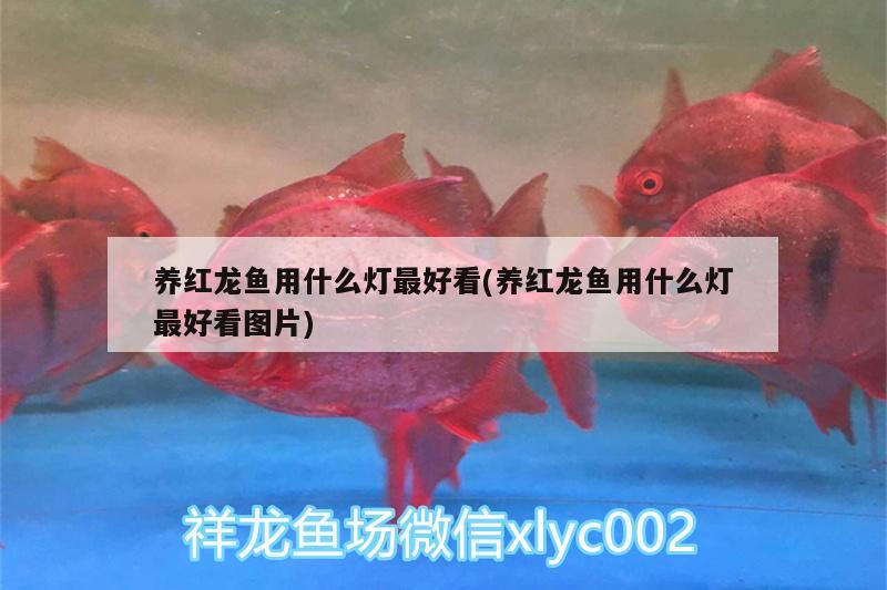 養(yǎng)紅龍魚用什么燈最好看(養(yǎng)紅龍魚用什么燈最好看圖片) 其它水族用具設(shè)備 第3張