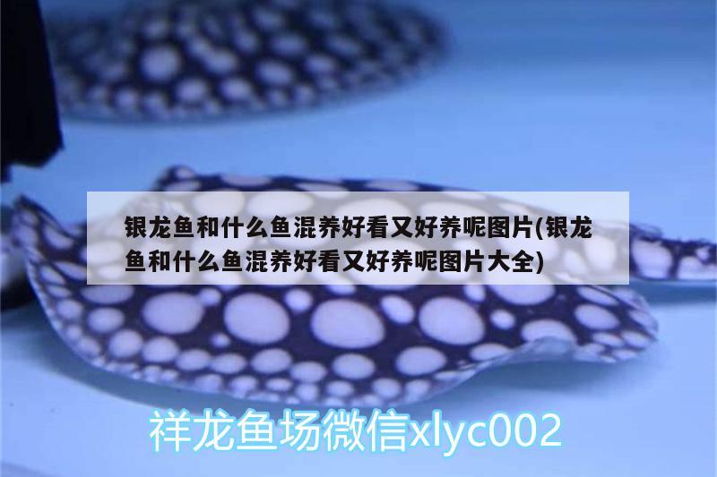 銀龍魚和什么魚混養(yǎng)好看又好養(yǎng)呢圖片(銀龍魚和什么魚混養(yǎng)好看又好養(yǎng)呢圖片大全) 銀龍魚百科