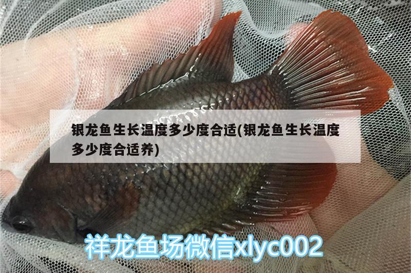 銀龍魚生長(zhǎng)溫度多少度合適(銀龍魚生長(zhǎng)溫度多少度合適養(yǎng))