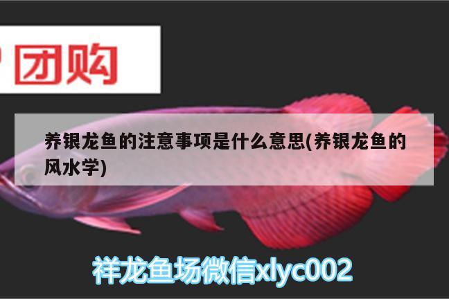 養(yǎng)銀龍魚的注意事項(xiàng)是什么意思(養(yǎng)銀龍魚的風(fēng)水學(xué))