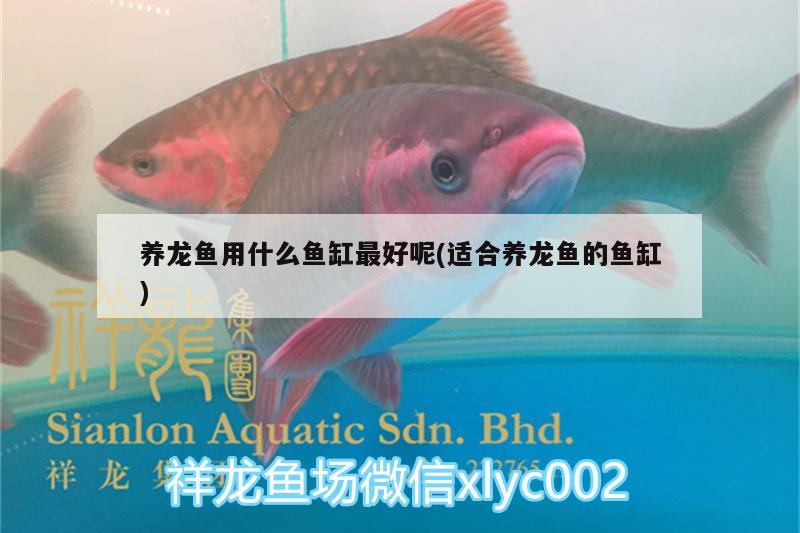 養(yǎng)龍魚(yú)用什么魚(yú)缸最好呢(適合養(yǎng)龍魚(yú)的魚(yú)缸) 水溫計(jì)