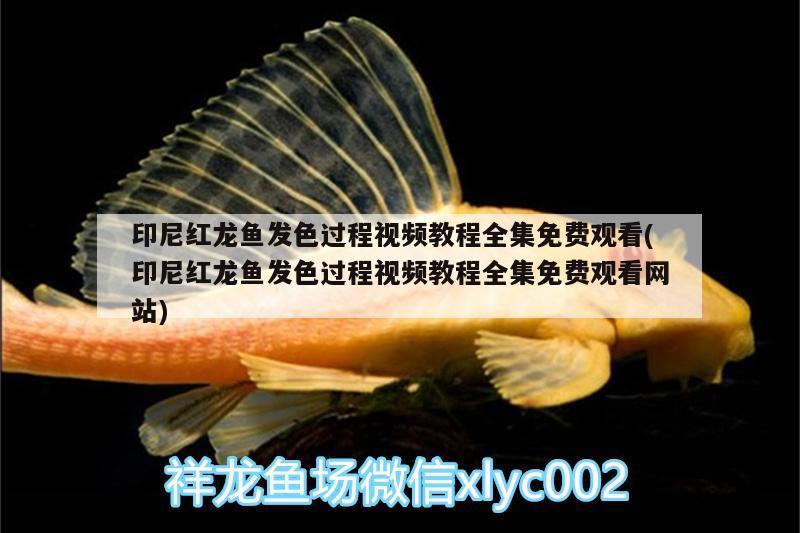 印尼紅龍魚(yú)發(fā)色過(guò)程視頻教程全集免費(fèi)觀看(印尼紅龍魚(yú)發(fā)色過(guò)程視頻教程全集免費(fèi)觀看網(wǎng)站) 印尼紅龍魚(yú)