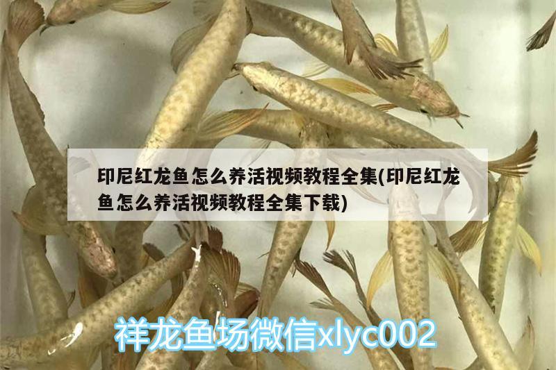 印尼紅龍魚怎么養(yǎng)活視頻教程全集(印尼紅龍魚怎么養(yǎng)活視頻教程全集下載)