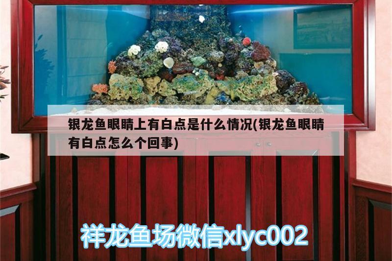 銀龍魚眼睛上有白點(diǎn)是什么情況(銀龍魚眼睛有白點(diǎn)怎么個回事)