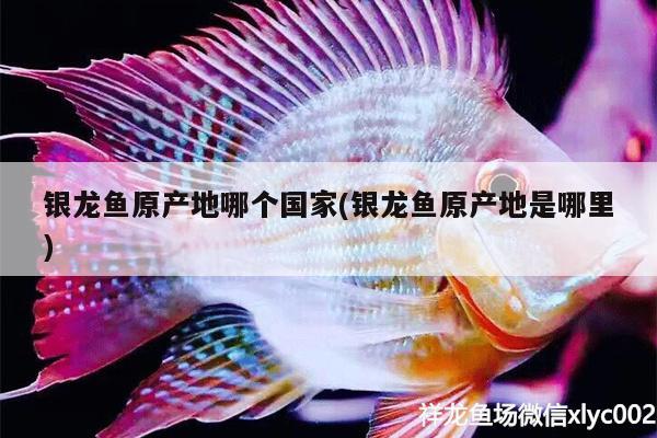 銀龍魚(yú)原產(chǎn)地哪個(gè)國(guó)家(銀龍魚(yú)原產(chǎn)地是哪里) 銀龍魚(yú)