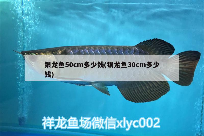 銀龍魚50cm多少錢(銀龍魚30cm多少錢)