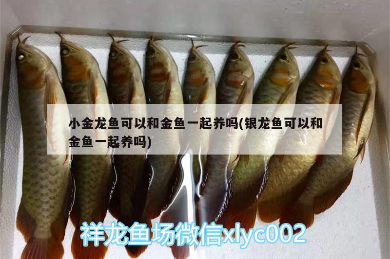 小金龍魚可以和金魚一起養(yǎng)嗎(銀龍魚可以和金魚一起養(yǎng)嗎)