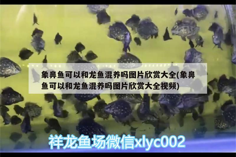 象鼻魚可以和龍魚混養(yǎng)嗎圖片欣賞大全(象鼻魚可以和龍魚混養(yǎng)嗎圖片欣賞大全視頻) 委內(nèi)瑞拉奧里諾三間魚苗