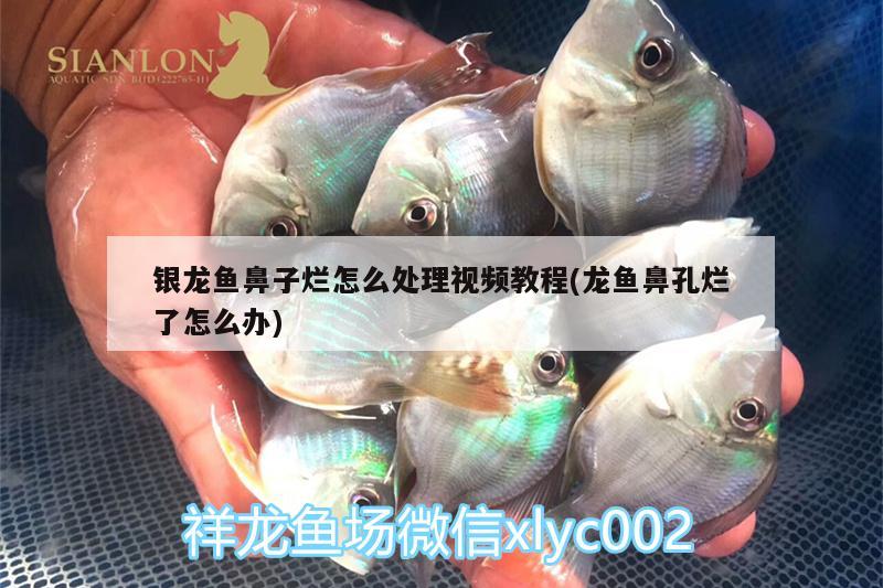 銀龍魚鼻子爛怎么處理視頻教程(龍魚鼻孔爛了怎么辦)