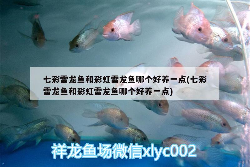 七彩雷龍魚和彩虹雷龍魚哪個好養(yǎng)一點(七彩雷龍魚和彩虹雷龍魚哪個好養(yǎng)一點) 蘇虎苗（蘇門答臘虎魚苗）