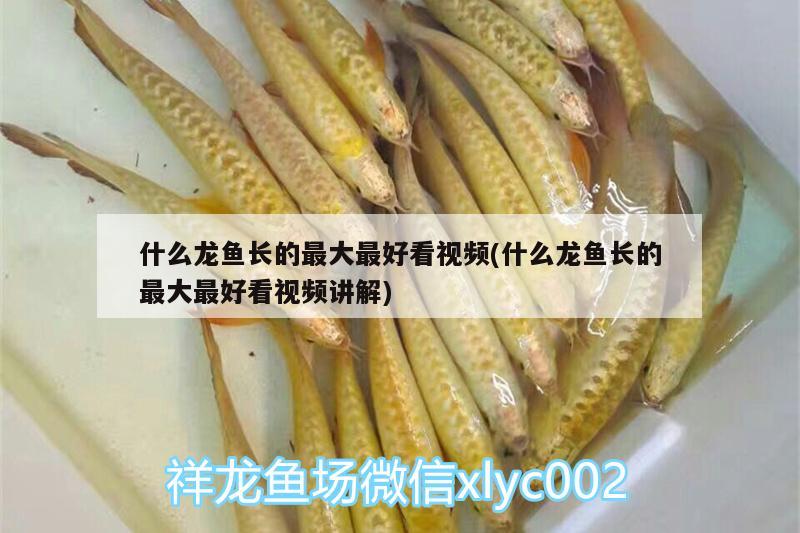 什么龍魚長(zhǎng)的最大最好看視頻(什么龍魚長(zhǎng)的最大最好看視頻講解)