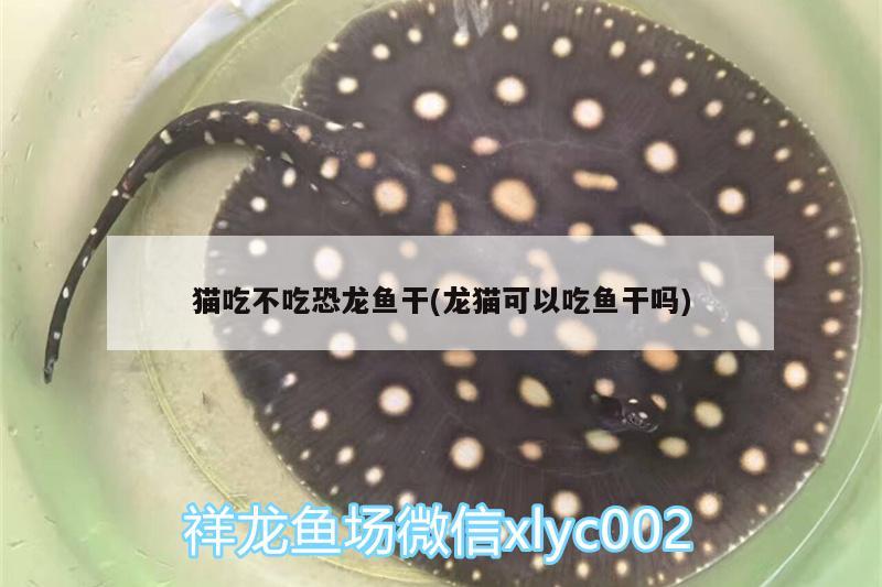 貓吃不吃恐龍魚干(龍貓可以吃魚干嗎) 其它水族用具設(shè)備