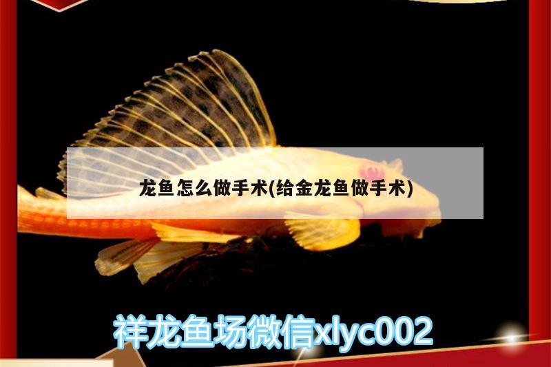 龍魚(yú)怎么做手術(shù)(給金龍魚(yú)做手術(shù)) 過(guò)濾設(shè)備