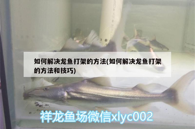 如何解決龍魚打架的方法(如何解決龍魚打架的方法和技巧) 高背金龍魚