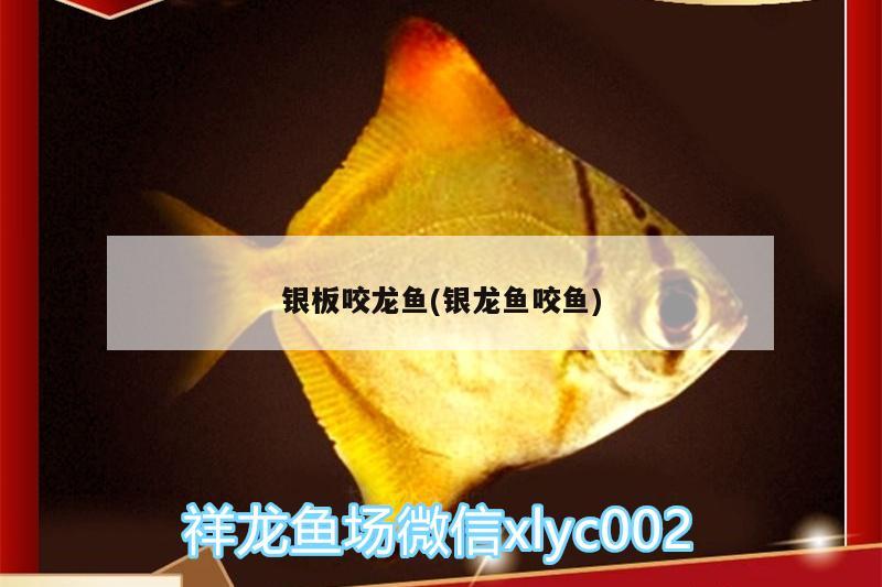 銀板咬龍魚(銀龍魚咬魚) 銀龍魚