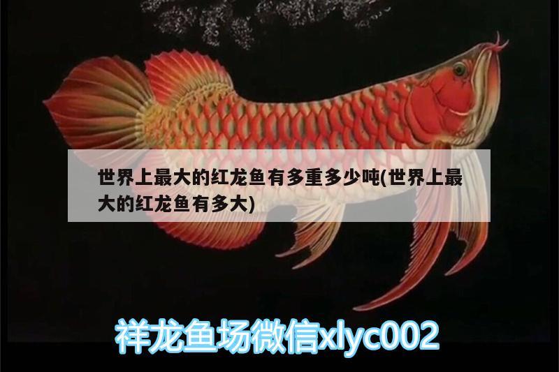 世界上最大的紅龍魚(yú)有多重多少噸(世界上最大的紅龍魚(yú)有多大) 赤荔鳳冠魚(yú)