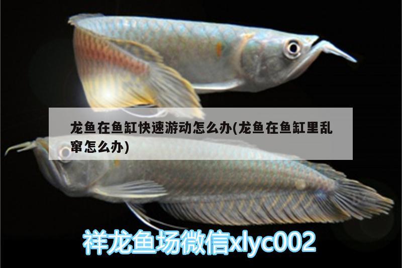 龍魚在魚缸快速游動(dòng)怎么辦(龍魚在魚缸里亂竄怎么辦)