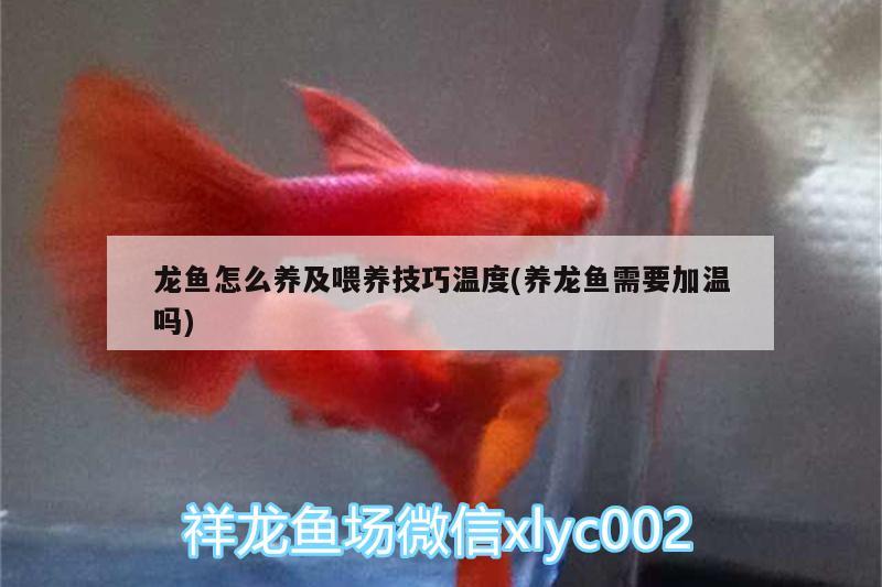 龍魚(yú)怎么養(yǎng)及喂養(yǎng)技巧溫度(養(yǎng)龍魚(yú)需要加溫嗎)