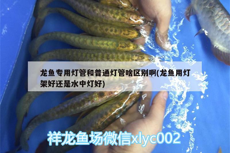 龍魚專用燈管和普通燈管啥區(qū)別啊(龍魚用燈架好還是水中燈好)