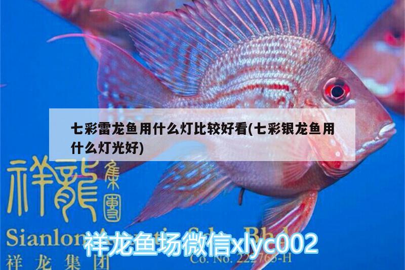 七彩雷龍魚用什么燈比較好看(七彩銀龍魚用什么燈光好) 銀龍魚百科