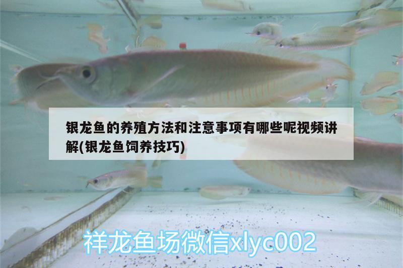 銀龍魚(yú)的養(yǎng)殖方法和注意事項(xiàng)有哪些呢視頻講解(銀龍魚(yú)飼養(yǎng)技巧) 銀龍魚(yú)