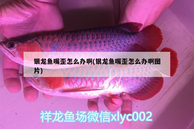 銀龍魚嘴歪怎么辦啊(銀龍魚嘴歪怎么辦啊圖片) 銀龍魚百科