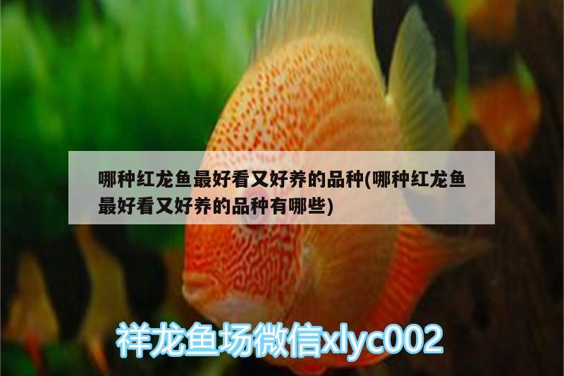 哪種紅龍魚(yú)最好看又好養(yǎng)的品種(哪種紅龍魚(yú)最好看又好養(yǎng)的品種有哪些) 銀龍魚(yú)