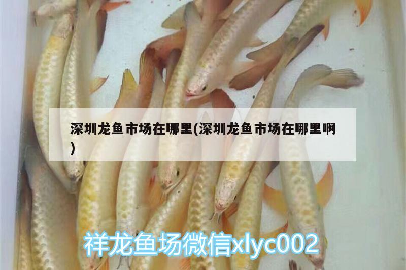 深圳龍魚市場在哪里(深圳龍魚市場在哪里啊) 祥龍魚場品牌產(chǎn)品