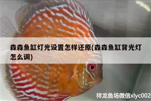 森森魚缸燈光設(shè)置怎樣還原(森森魚缸背光燈怎么調(diào)) 紅白錦鯉魚