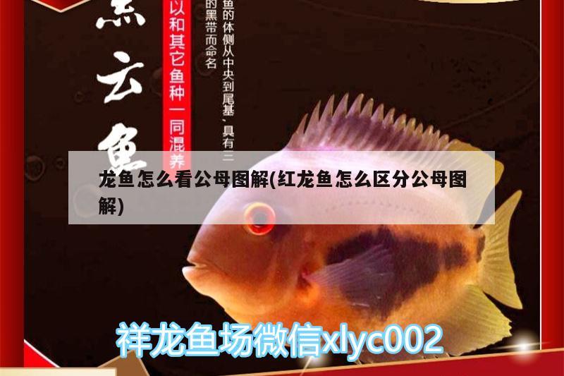 龍魚怎么看公母圖解(紅龍魚怎么區(qū)分公母圖解)