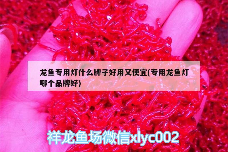 龍魚專用燈什么牌子好用又便宜(專用龍魚燈哪個品牌好) 細線銀板魚苗