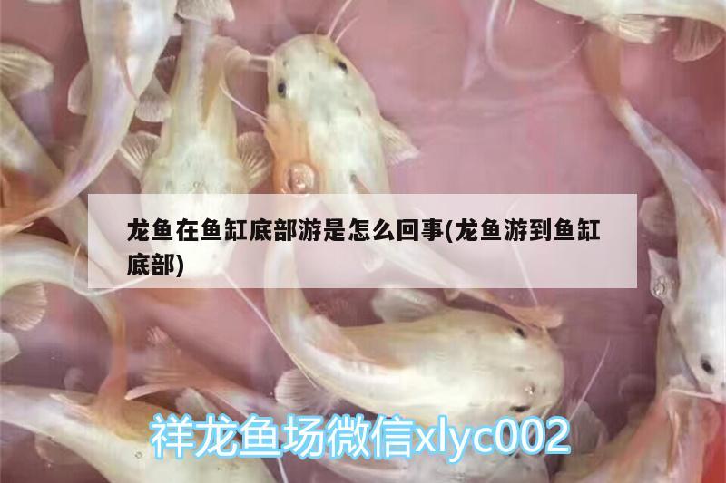 龍魚(yú)在魚(yú)缸底部游是怎么回事(龍魚(yú)游到魚(yú)缸底部) 藍(lán)底過(guò)背金龍魚(yú)