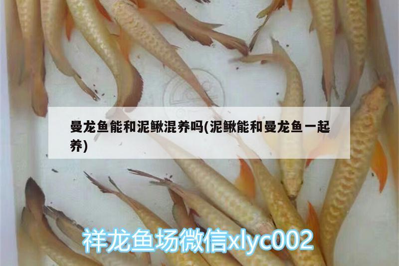 曼龍魚(yú)能和泥鰍混養(yǎng)嗎(泥鰍能和曼龍魚(yú)一起養(yǎng))