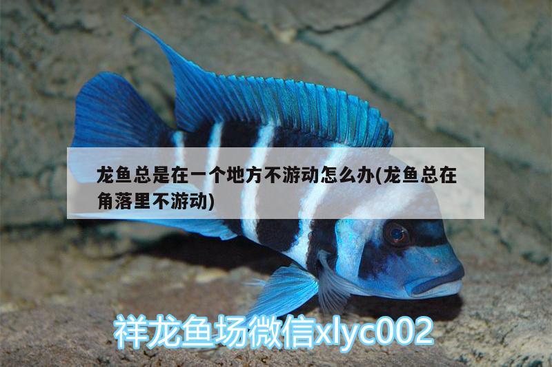 龍魚(yú)總是在一個(gè)地方不游動(dòng)怎么辦(龍魚(yú)總在角落里不游動(dòng))