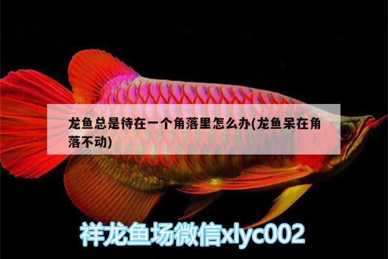 龍魚總是待在一個角落里怎么辦(龍魚呆在角落不動) 大湖紅龍魚