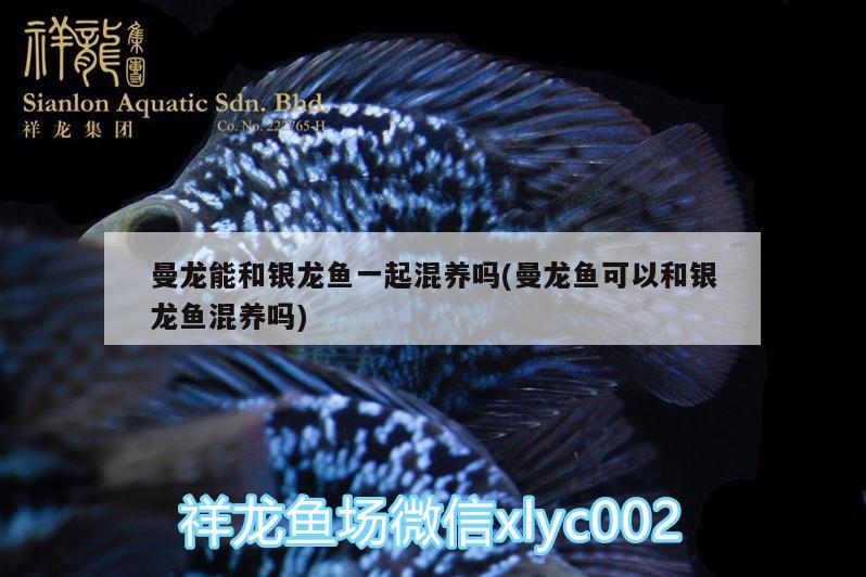 曼龍能和銀龍魚(yú)一起混養(yǎng)嗎(曼龍魚(yú)可以和銀龍魚(yú)混養(yǎng)嗎) 銀龍魚(yú)百科