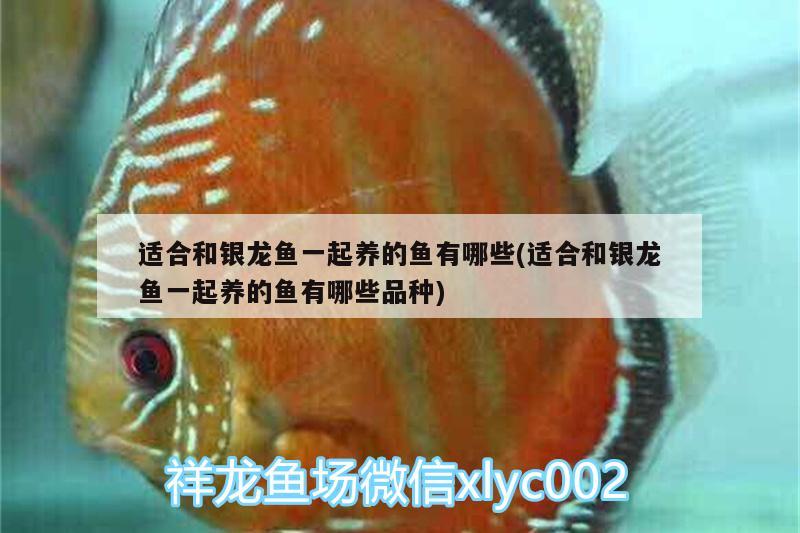 適合和銀龍魚(yú)一起養(yǎng)的魚(yú)有哪些(適合和銀龍魚(yú)一起養(yǎng)的魚(yú)有哪些品種) 銀龍魚(yú) 第2張