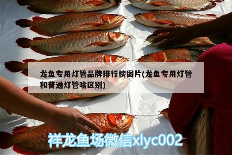 龍魚專用燈管品牌排行榜圖片(龍魚專用燈管和普通燈管啥區(qū)別) 福滿鉆魚