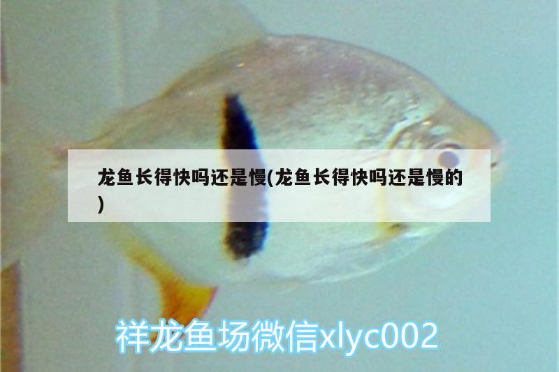 龍魚長得快嗎還是慢(龍魚長得快嗎還是慢的) 黃金鴨嘴魚