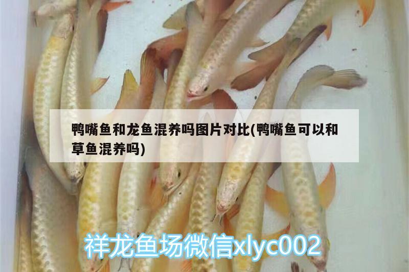 鴨嘴魚和龍魚混養(yǎng)嗎圖片對比(鴨嘴魚可以和草魚混養(yǎng)嗎) 硝化細(xì)菌