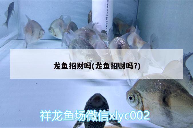 龍魚招財(cái)嗎(龍魚招財(cái)嗎?) 虎魚百科