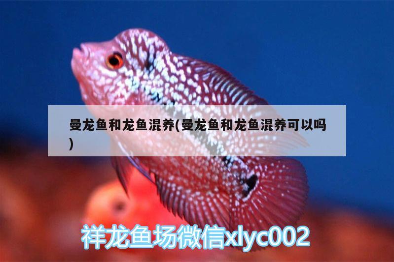 曼龍魚和龍魚混養(yǎng)(曼龍魚和龍魚混養(yǎng)可以嗎) 魟魚百科