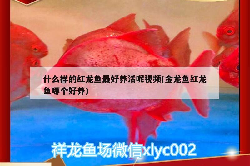 什么樣的紅龍魚最好養(yǎng)活呢視頻(金龍魚紅龍魚哪個好養(yǎng))