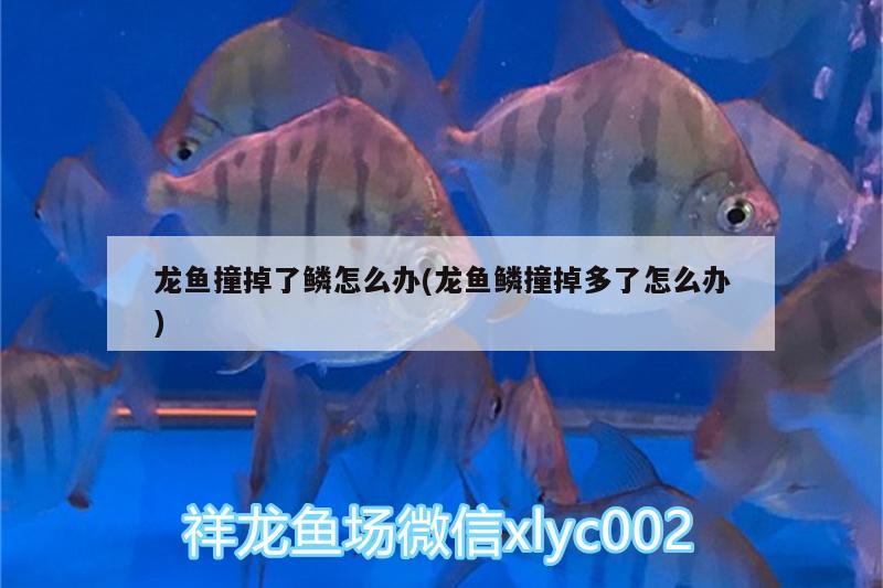 龍魚撞掉了鱗怎么辦(龍魚鱗撞掉多了怎么辦)