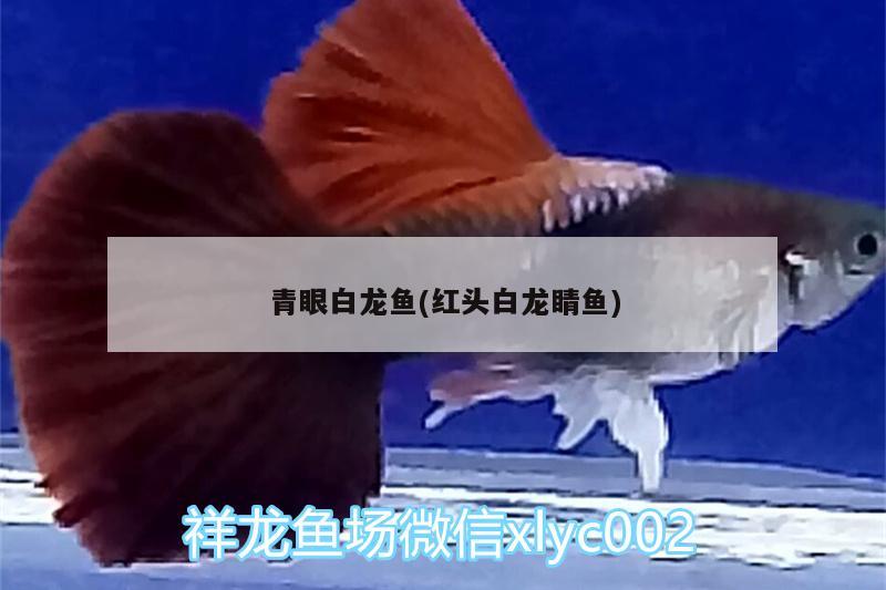 青眼白龍魚(紅頭白龍睛魚)