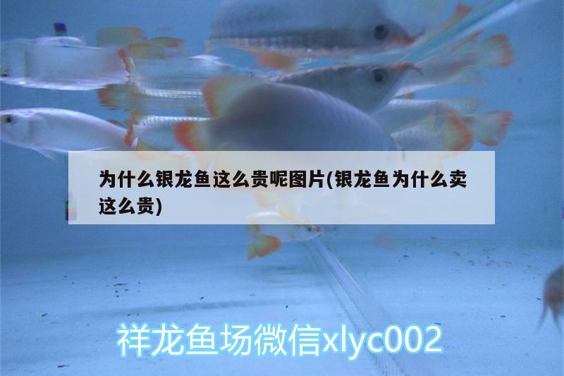 為什么銀龍魚這么貴呢圖片(銀龍魚為什么賣這么貴)