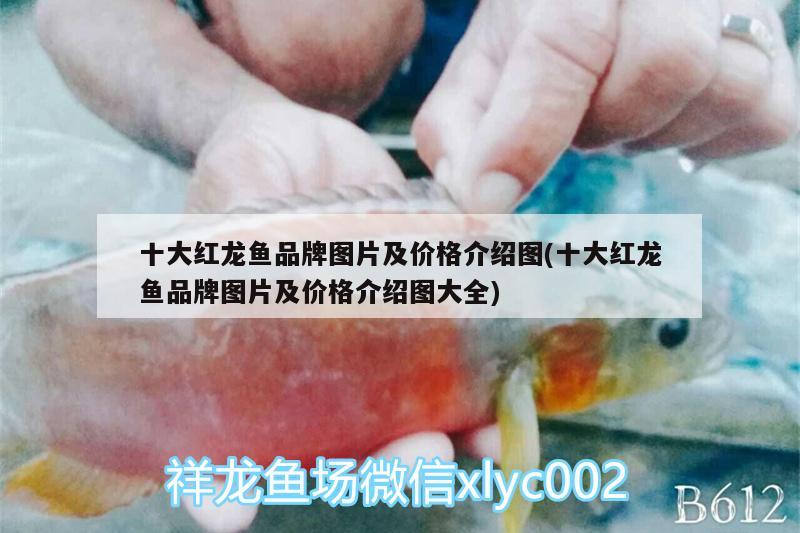 十大紅龍魚品牌圖片及價格介紹圖(十大紅龍魚品牌圖片及價格介紹圖大全) 金頭過背金龍魚