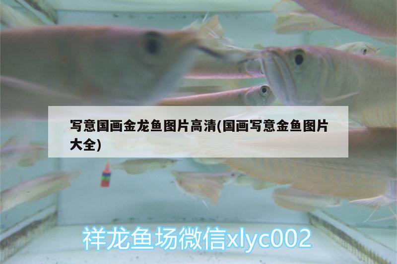 寫意國畫金龍魚圖片高清(國畫寫意金魚圖片大全) 野生埃及神仙魚