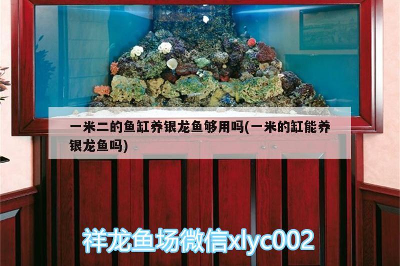 一米二的魚缸養(yǎng)銀龍魚夠用嗎(一米的缸能養(yǎng)銀龍魚嗎) 銀龍魚百科